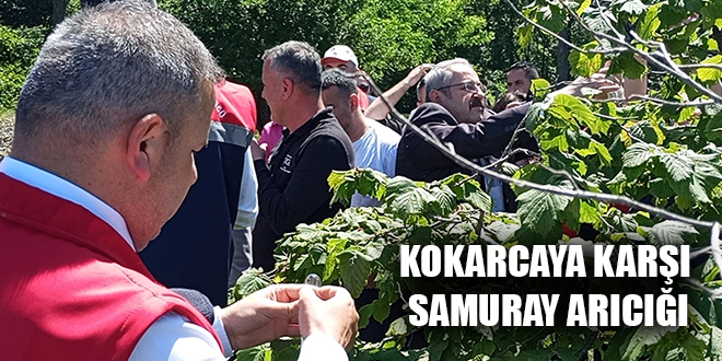 KOKARCAYA KARŞI SAMURAY ARICIĞI