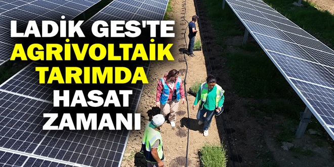LADİK GES'TE AGRİVOLTAİK TARIMDA HASAT ZAMANI